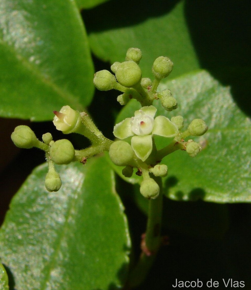 Causonis trifolia (L.) Mabb. & J.Wen
